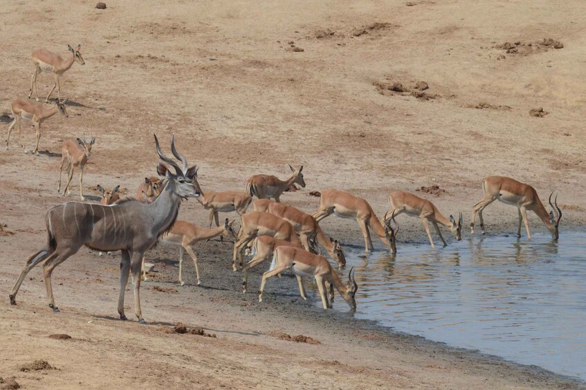 Picture 3 for Activity From Victoria Falls - Game Drive & Walking Safari in Hwange 2