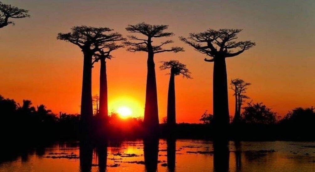 Picture 1 for Activity From Morondava: Kirindy Forest and Baobab Avenue Day Trip 3