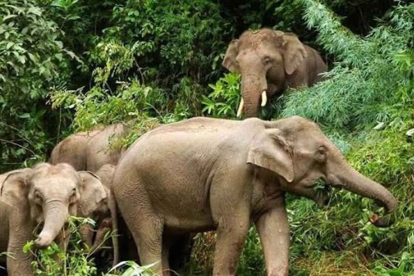 Xishuangbanna 4-Day Private Tour: Jungle, Tea & Temples 1