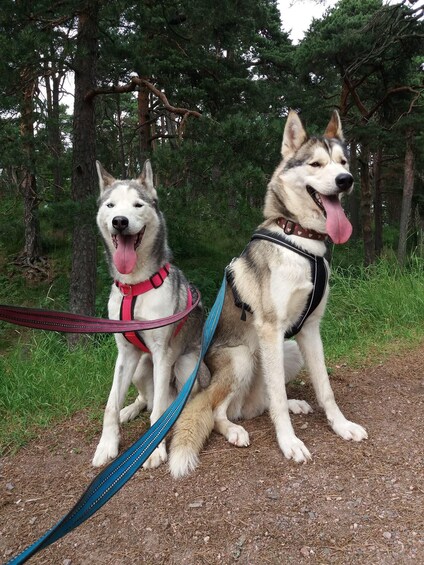 Picture 2 for Activity Porvoo Old Town: Guided Husky tour 2