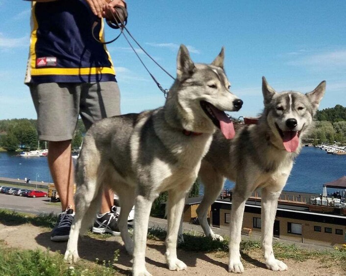 Porvoo Old Town: Guided Husky tour 1