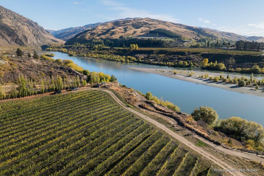 A vineyard with rows of grapevines, a river, and hills in the background. 5