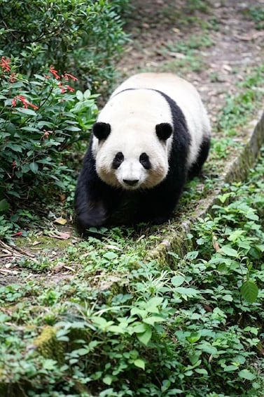 A panda walking through a lush green area with dense foliage. 3
