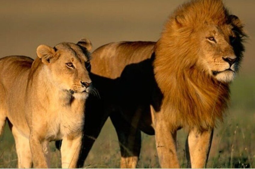 Two lions standing in a grassy field. 1