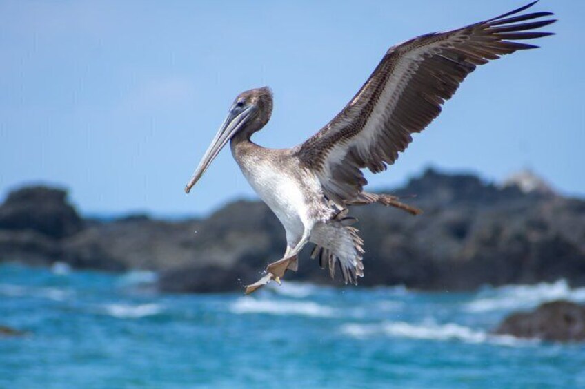 A pelican flying over the ocean with rocks in the background. 3