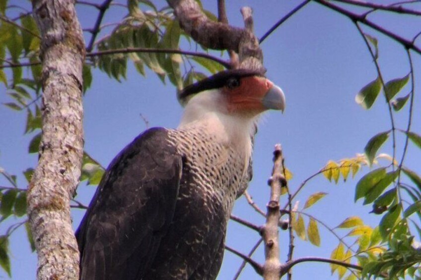 A bird perched on a tree branch. 1