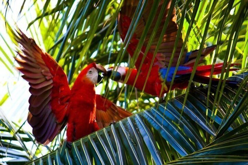 Two red parrots with blue markings perched on a palm frond. 2