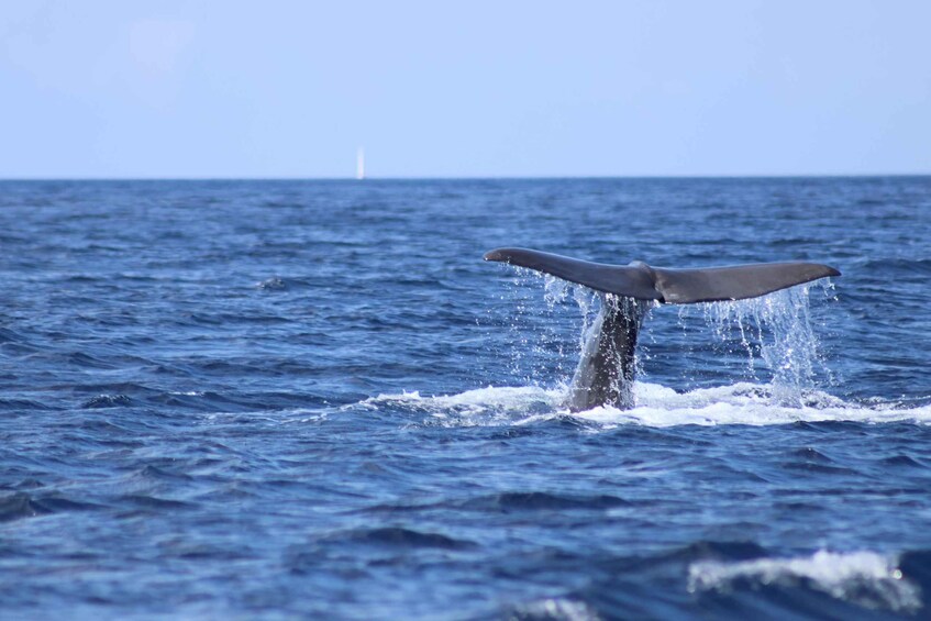 A whale's tail breaching the ocean surface. 5