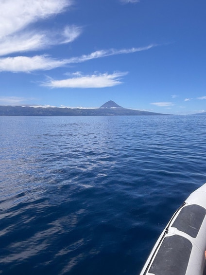 Picture 5 for Activity São Jorge: Whale and Dolphin Watching Tour with Biologist 1