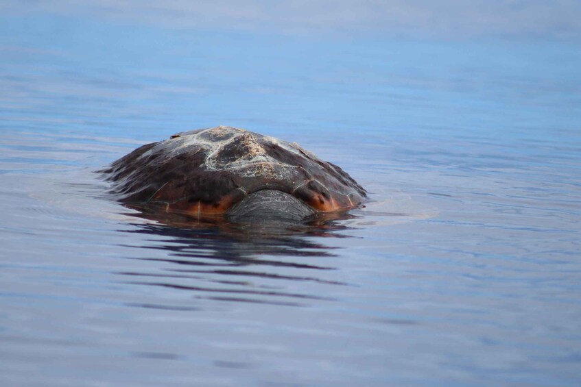 A turtle swimming in calm water. 3