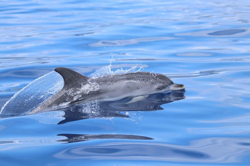 A dolphin swimming in clear blue water. 2