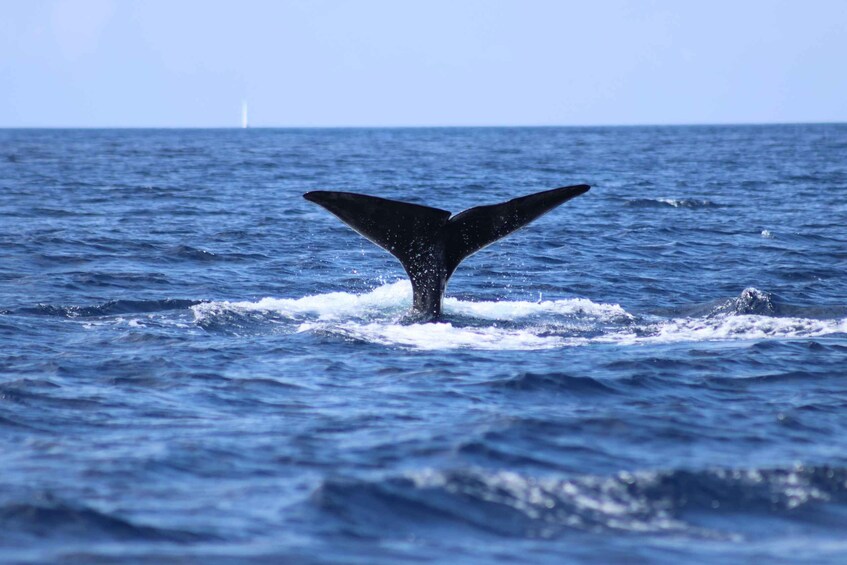 A whale tail emerging from the ocean. 4
