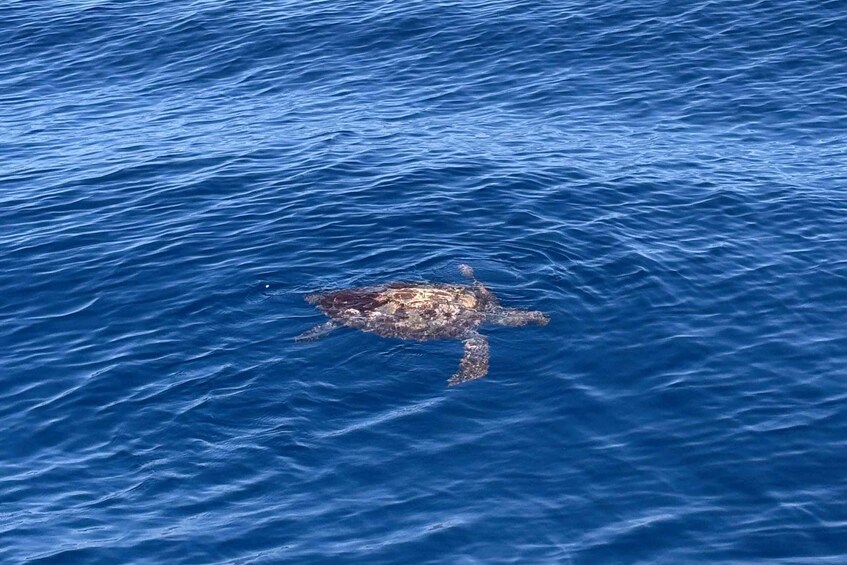 Picture 2 for Activity São Jorge: Whale and Dolphin Watching Tour with Biologist 2