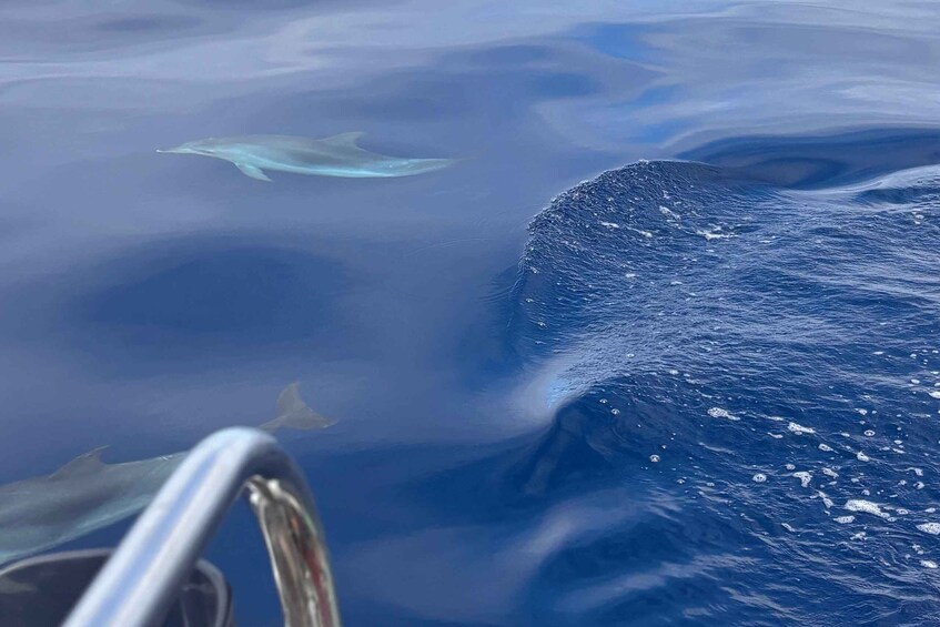 Picture 3 for Activity São Jorge: Whale and Dolphin Watching Tour with Biologist 3