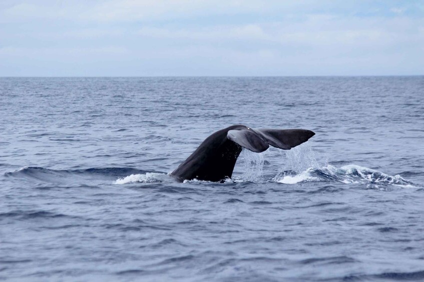 São Jorge: Whale and Dolphin Watching Tour with Biologist 1