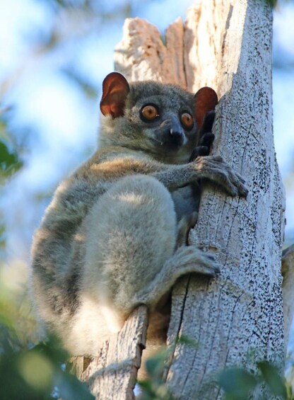Ranohira & Isalo National Park Full-Day Adventure Tour 1