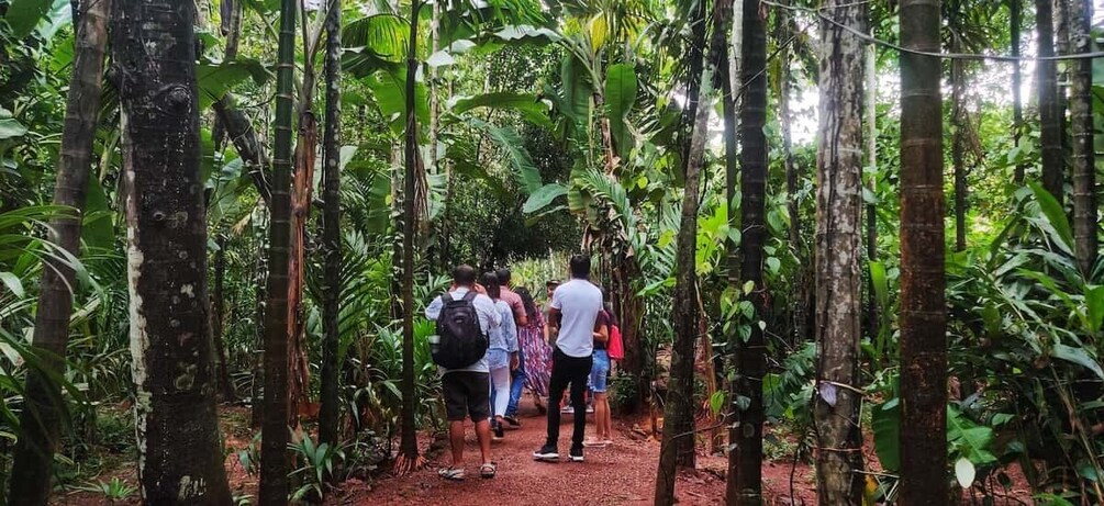Picture 8 for Activity Goa: Spice Plantation Tour and Traditional Local Lunch 4