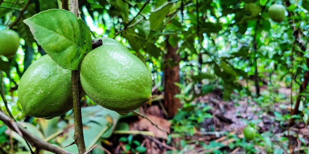 Picture 7 for Activity Goa: Spice Plantation Tour and Traditional Local Lunch 3