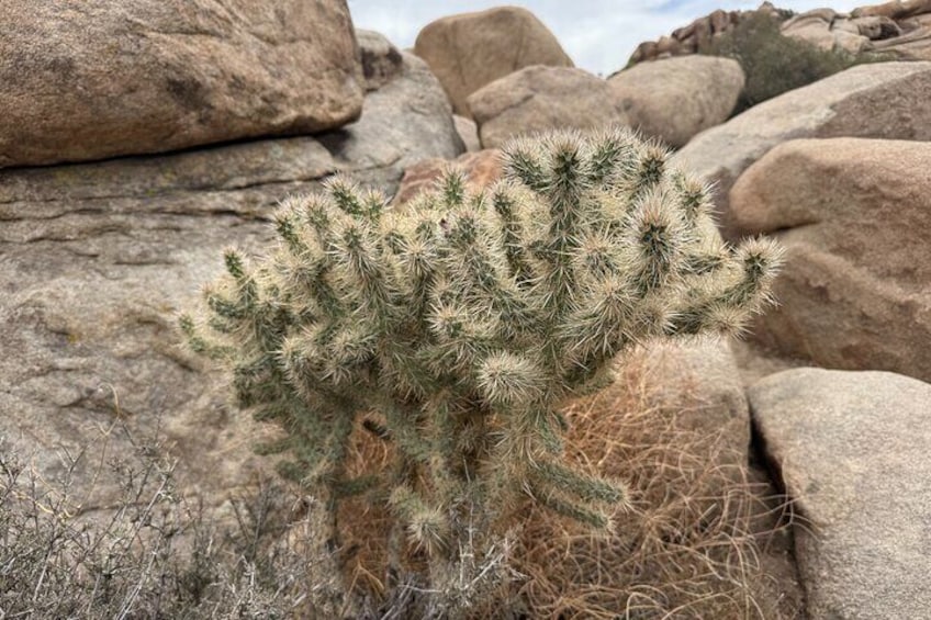 Private 1 Day Tour to Joshua Tree National Park 5