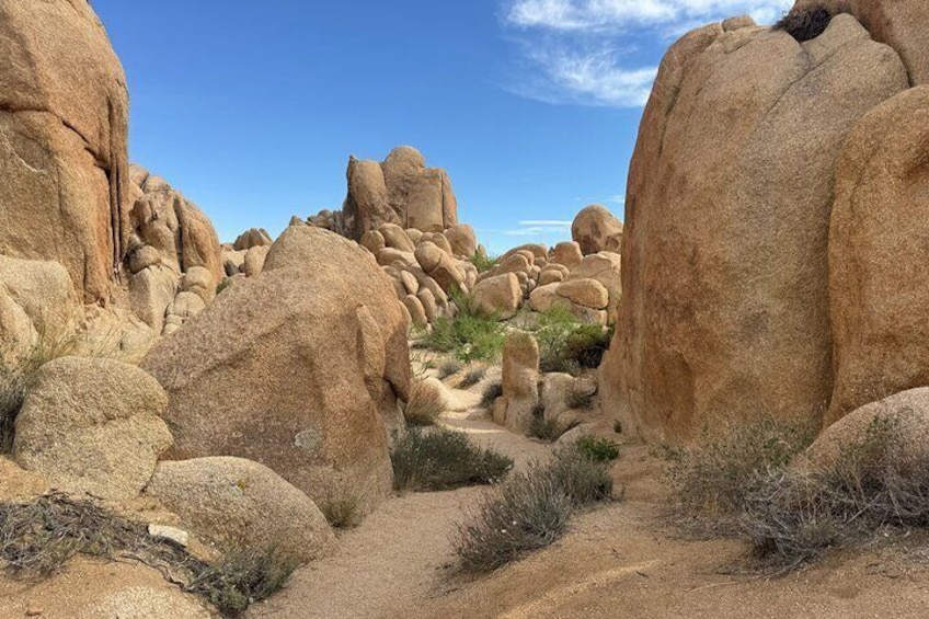 Private 1 Day Tour to Joshua Tree National Park 3