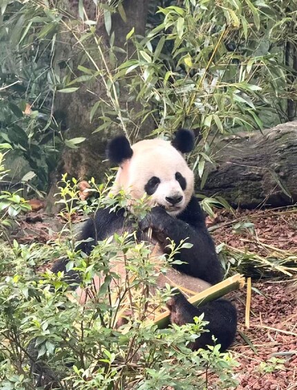 Picture 1 for Activity Dujiangyan: Panda Valley Ticket & Species Conservation PDF Guide 3