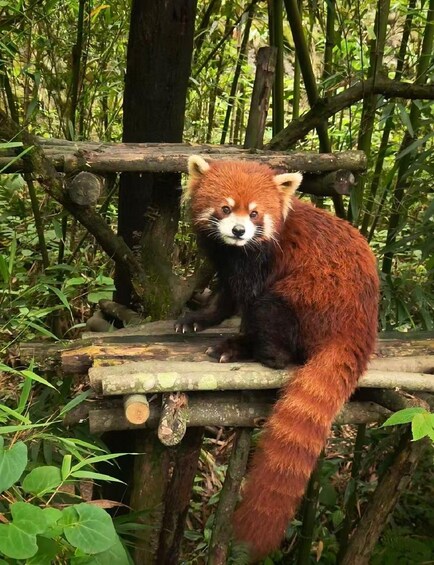 Picture 2 for Activity Dujiangyan: Panda Valley Ticket & Species Conservation PDF Guide 2