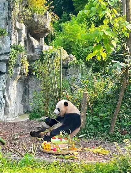 Dujiangyan: Panda Valley Ticket & Species Conservation PDF Guide 1