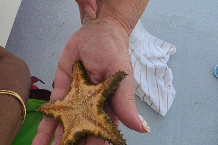 A hand holding a starfish. 2