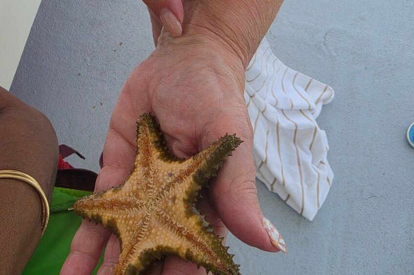 A hand holding a starfish. 2