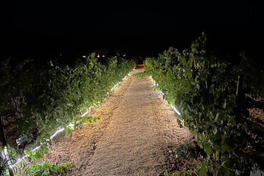 Rousset les Vignes night walk in the vineyards 3