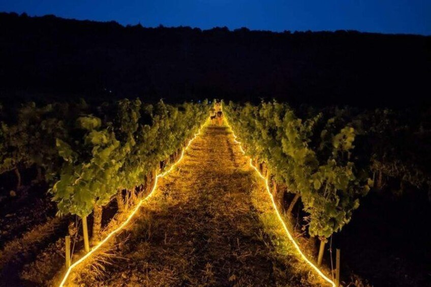 Rousset les Vignes night walk in the vineyards 1