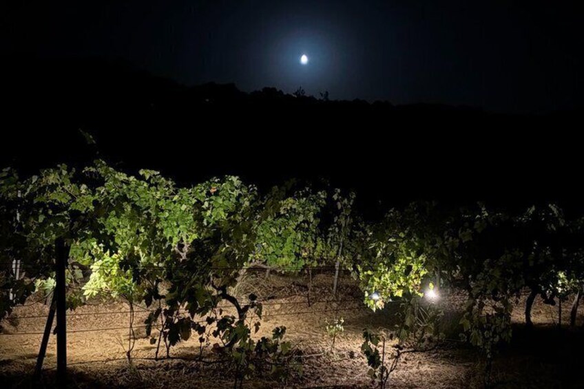 Rousset les Vignes night walk in the vineyards 5