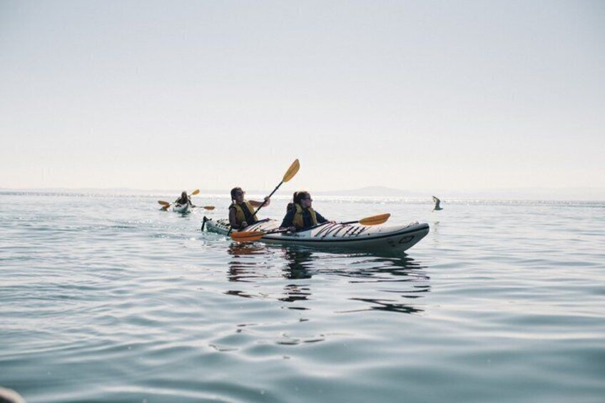 Full Day Kayak Tour in San Juan Island 2