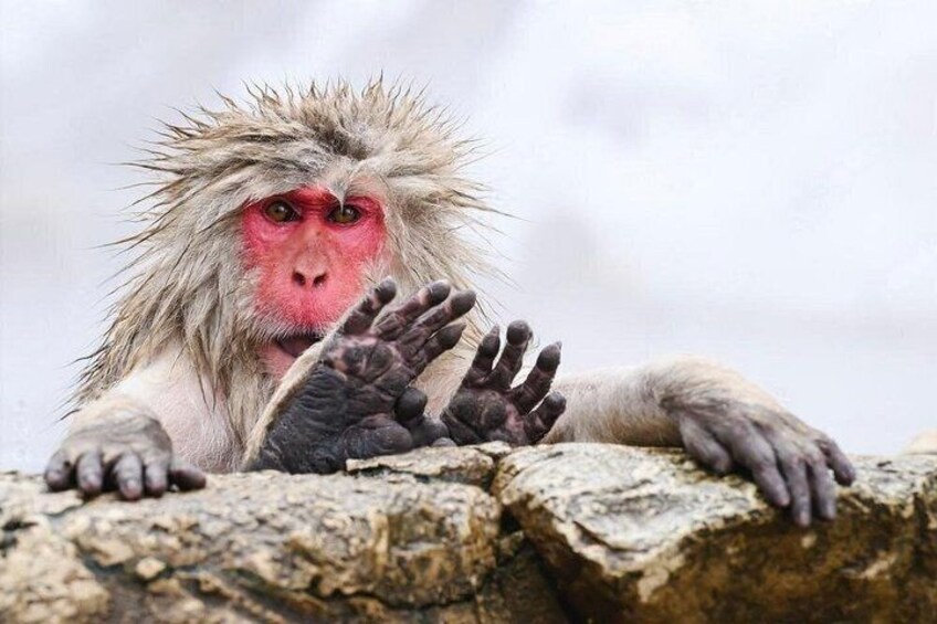 Nagano Snow Monkeys and Sake Tasting Day Tour 1