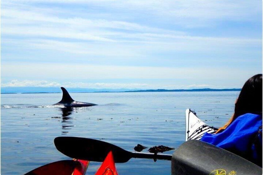 Half Day Kayak Tour on San Juan Island 3