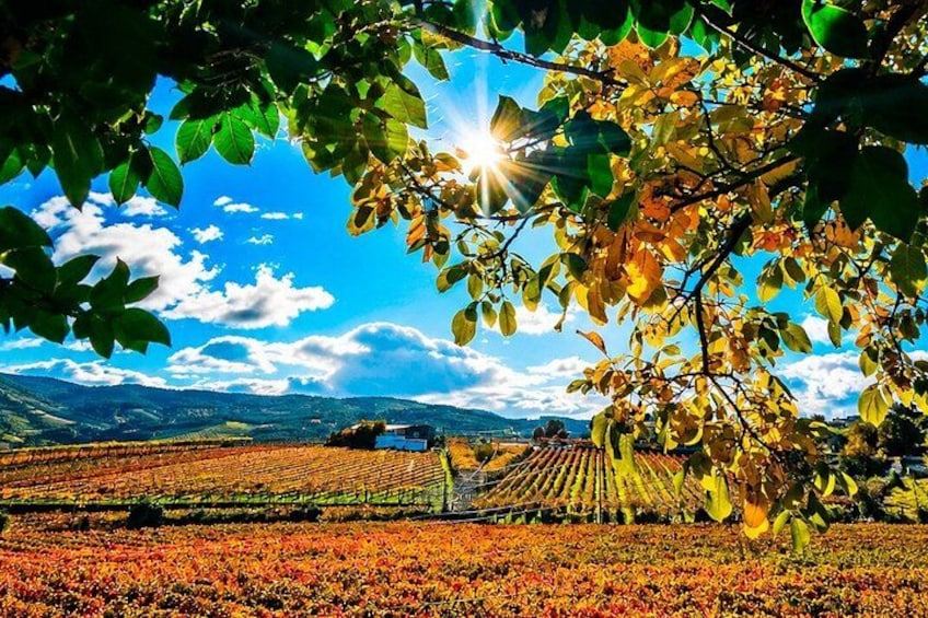 A vineyard with rows of grapevines, a tractor, and a clear blue sky with clouds. 5