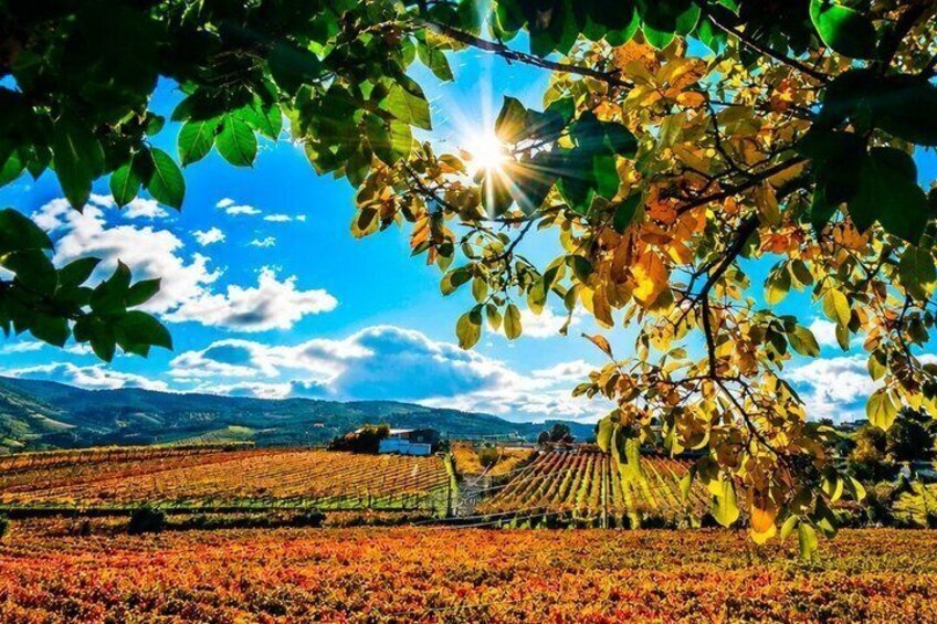 Douro Valley Private Tour Seven Base 5