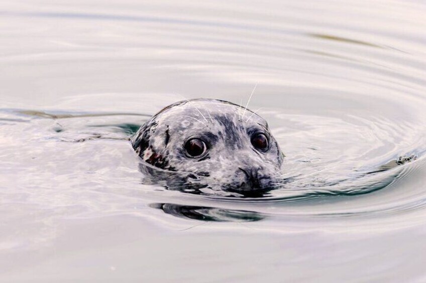 Een zeehond deels onder water. 4