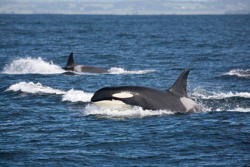 Twee orka's in de oceaan, omringd door golven. 3