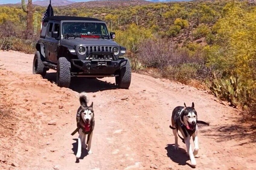 Paddleboard in a Desert Oasis with Huskies 4