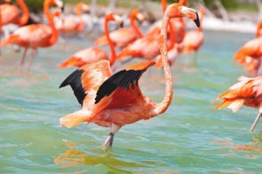 The colorful pink lagoon and flamingos tour in Rio Lagartos 3