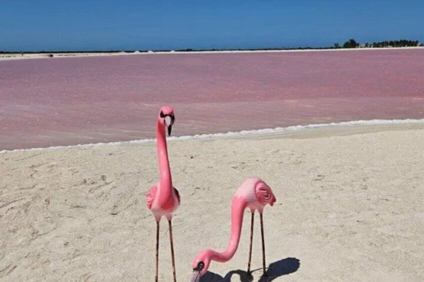 The colorful pink lagoon and flamingos tour in Rio Lagartos 2