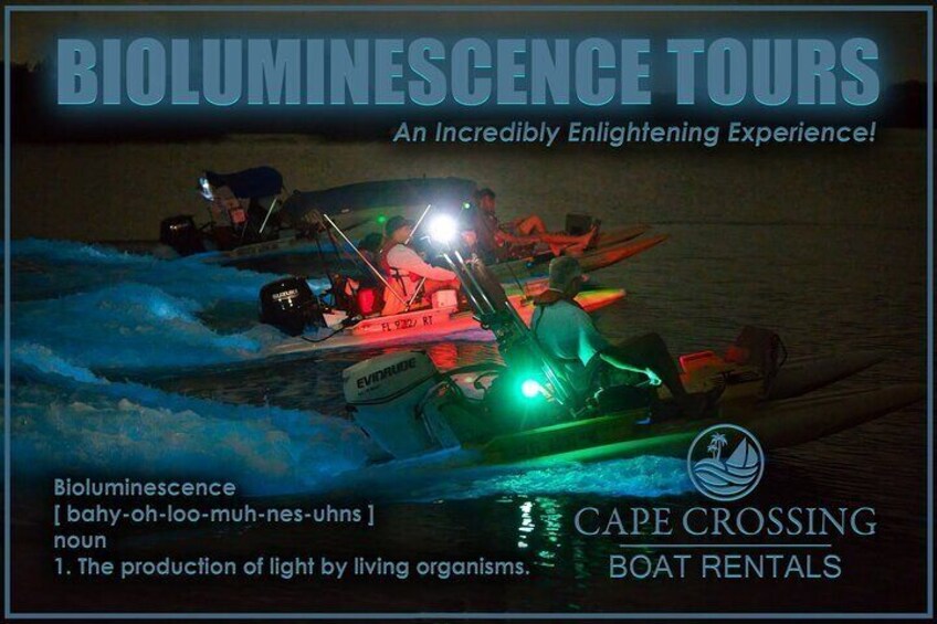 Bioluminescence Night Craigcat Tours 3