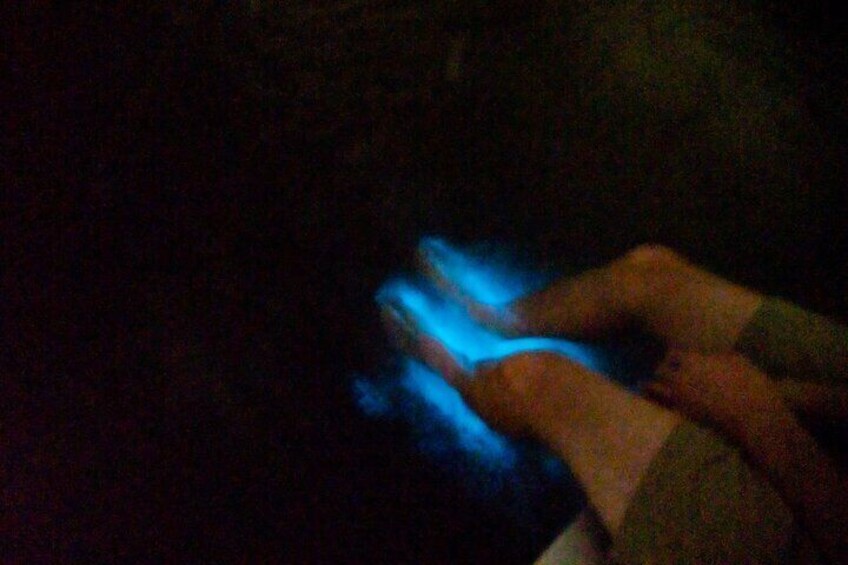 Bioluminescence Night Craigcat Tours 4