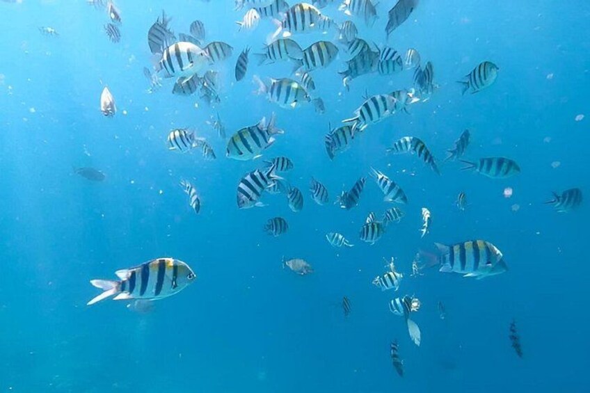 A school of striped fish swimming in clear blue water. 3