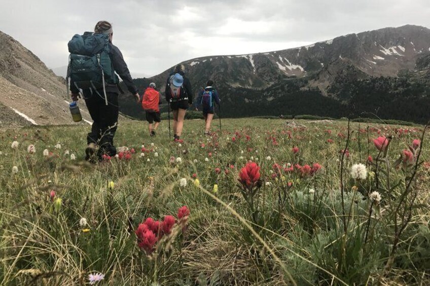 Hikers walking on a grassy mountain trail with wildflowers and snow-capped mountains in the background. 5