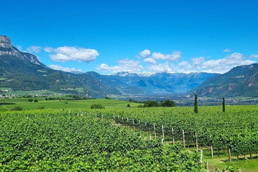 A vineyard with rows of grapevines, mountains in the background, and a clear blue sky. 3