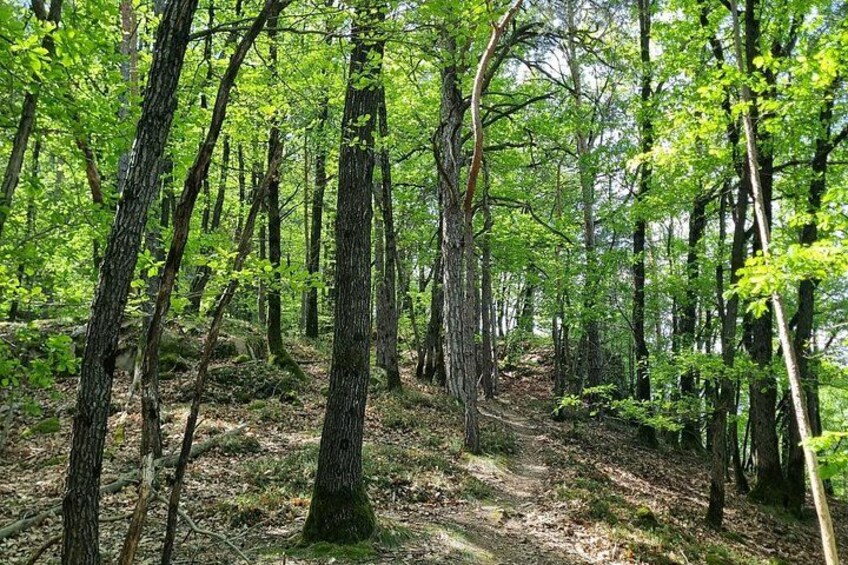 A forest with tall trees, a dirt path, and a dense undergrowth. 2