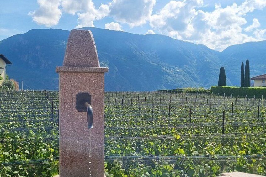 Bolzano Vineyards and Lakes MTB or eBike Tour 2