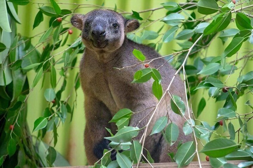 A brown animal with a dark face, surrounded by green leaves and branches. 4